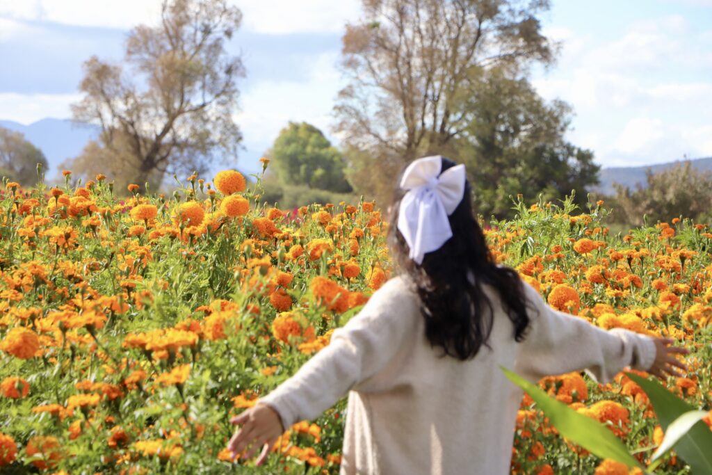 Persona observa un amplio campo de flores de cempasúchil en Hidalgo, un paisaje que forma parte de las experiencias de turismo comunitario y naturaleza que ofrece el estado.